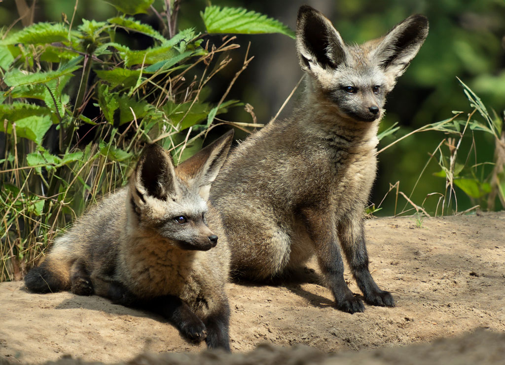 Foto: Beekse Bergen/Mariska Vermij-van Dijk.